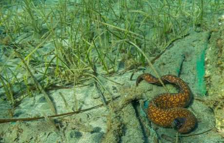 Bathymetry – on field4