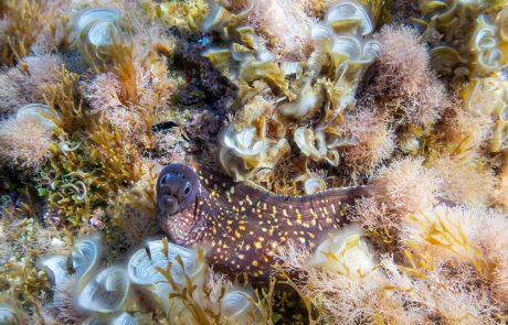 Bathymetry – on field5